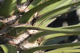 Image of Palma China yucca