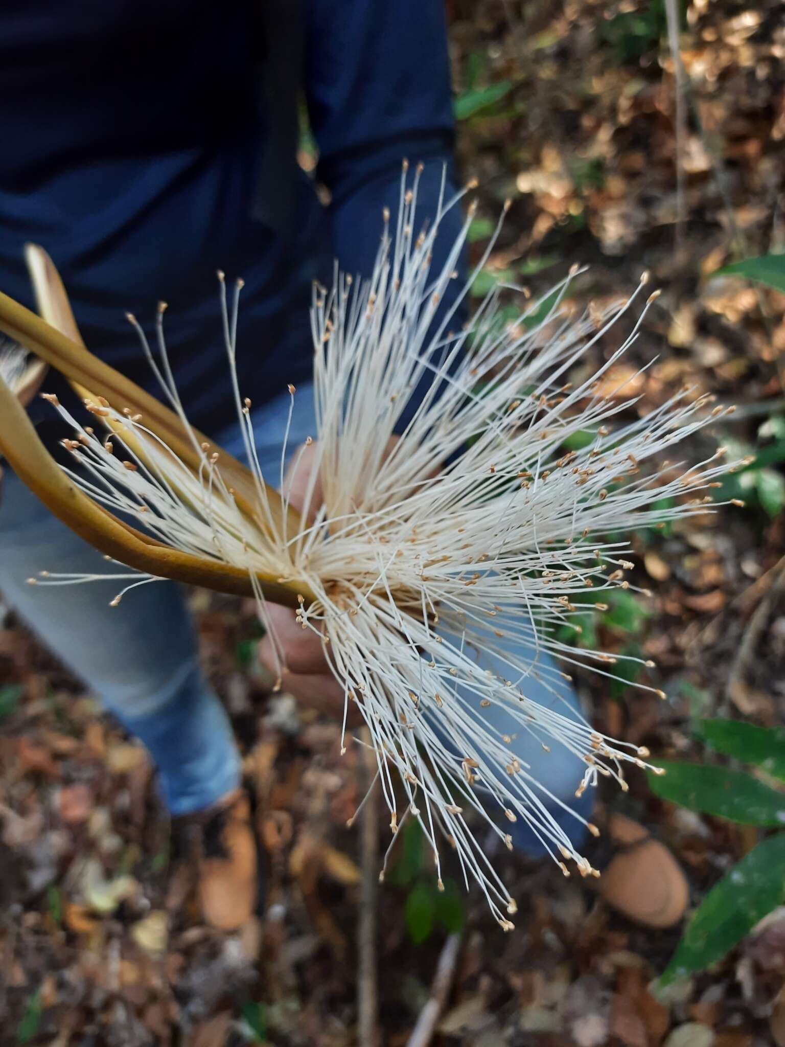 Image of Pseudobombax marginatum (A. St.-Hil., A. Juss. & Cambess.) A. Robyns