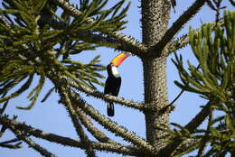 Image of Toco Toucan