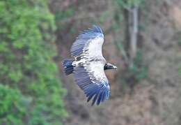 Image of Asian White-backed Vulture