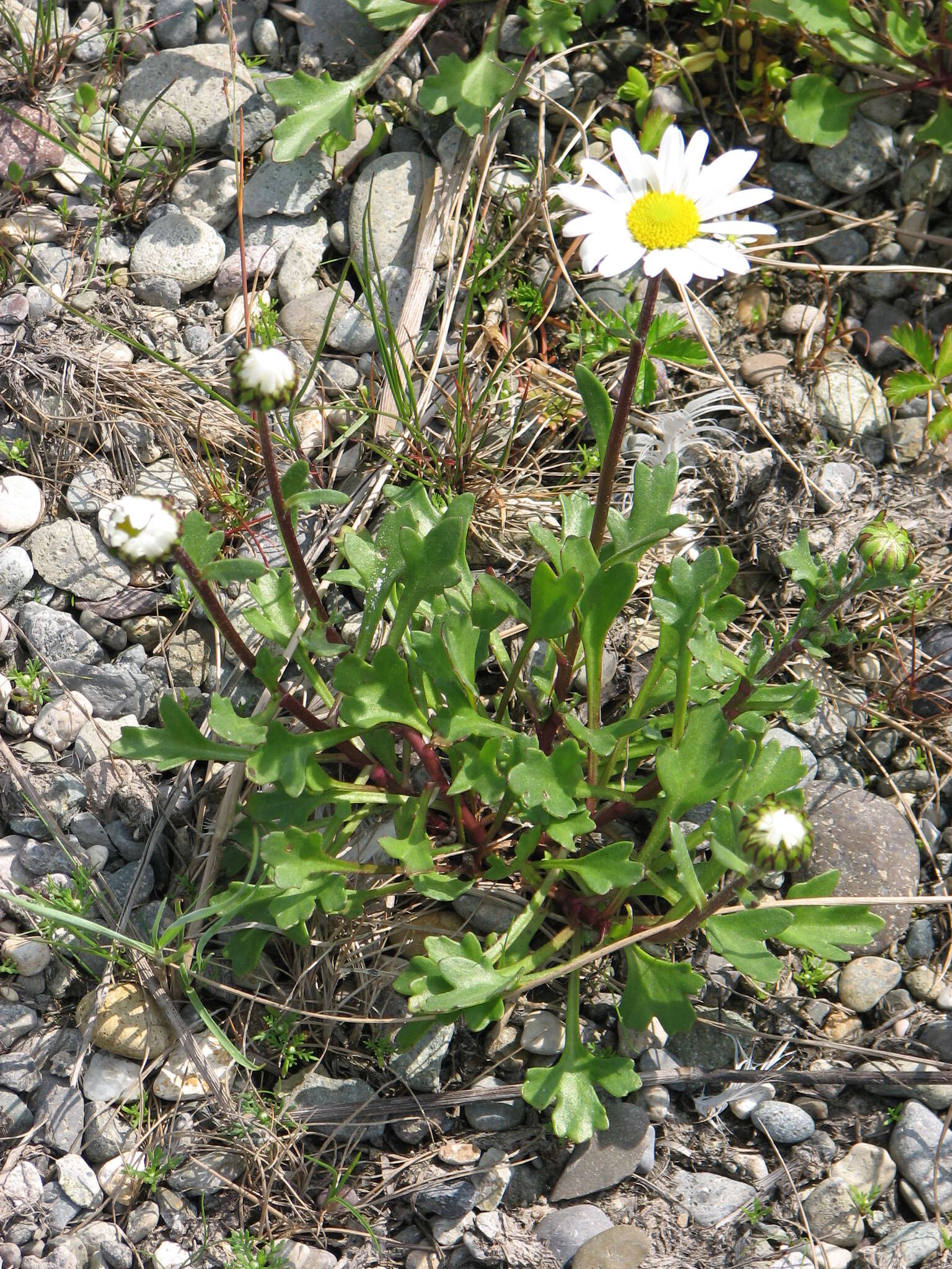 Image of Arctanthemum