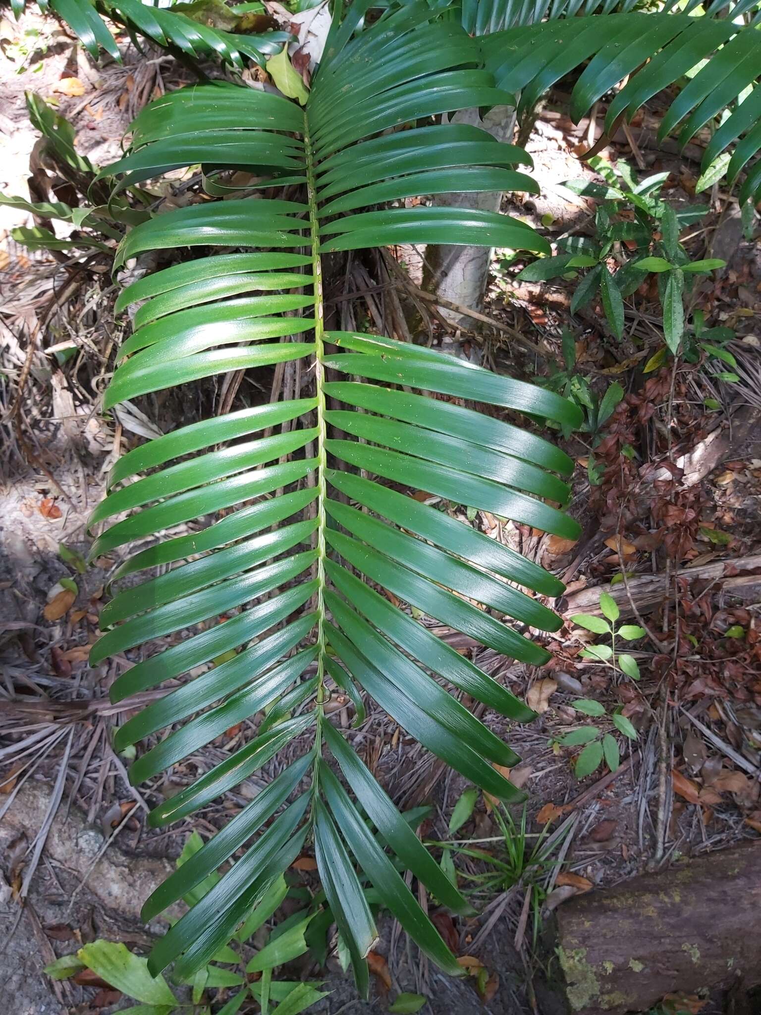 Image of Lepidozamia hopei Regel