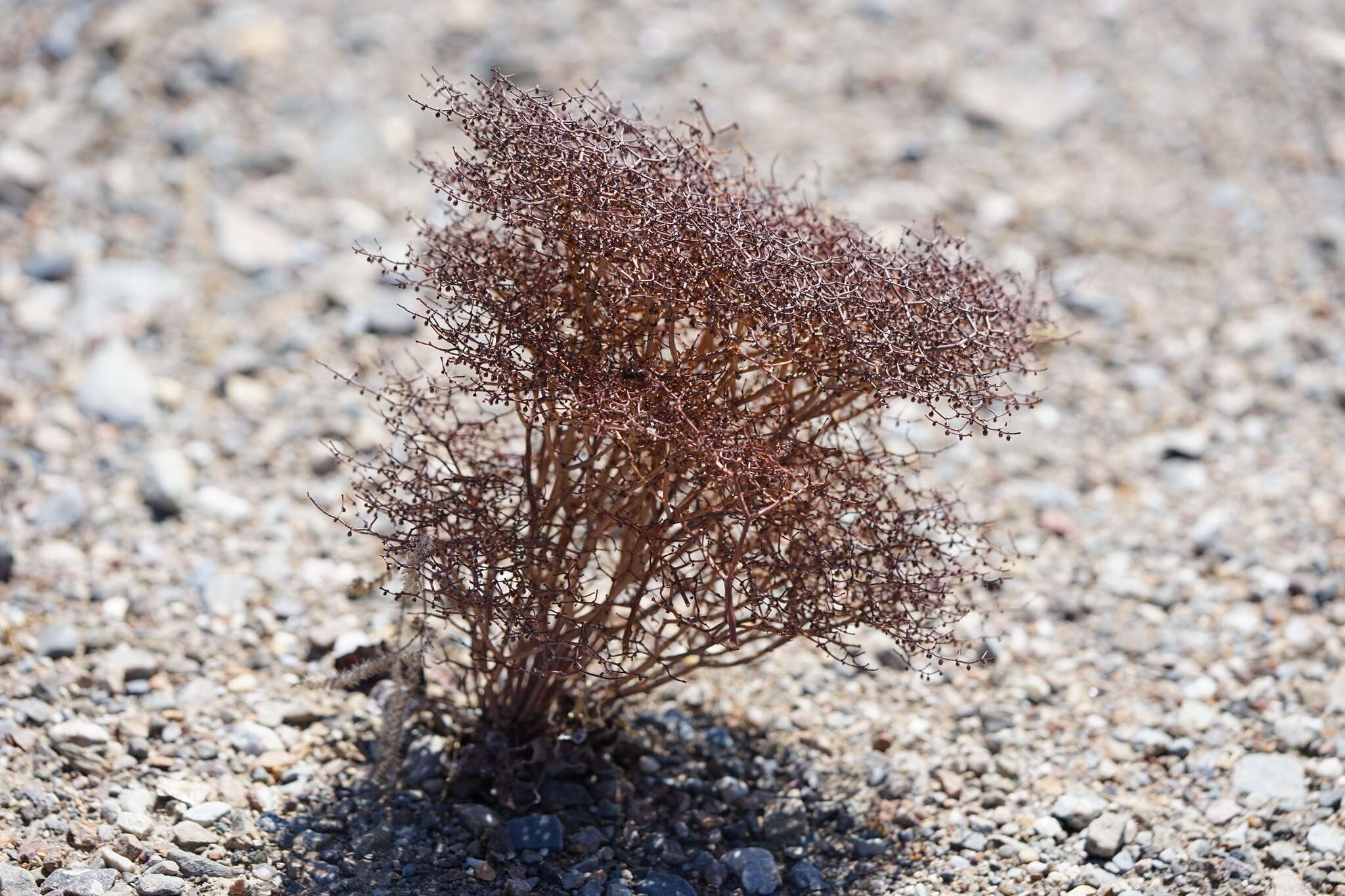 Image of pagoda buckwheat