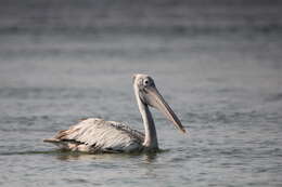 Image of Grey Pelican