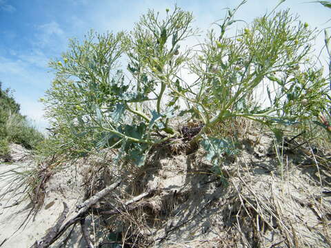 Image of sea kale