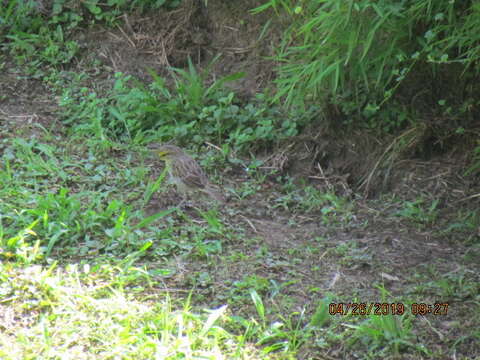 Image of Yellow-browed Sparrow