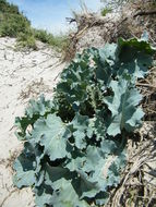 Image of sea kale