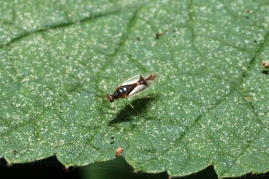 Слика од Hyaliodes vitripennis (Say 1832)