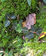 Image of Goodyera biflora (Lindl.) Hook. fil.