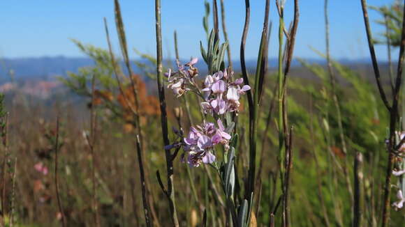 Image of Indigofera grisophylla Fourc.