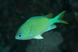 Image of Black-axil chromis