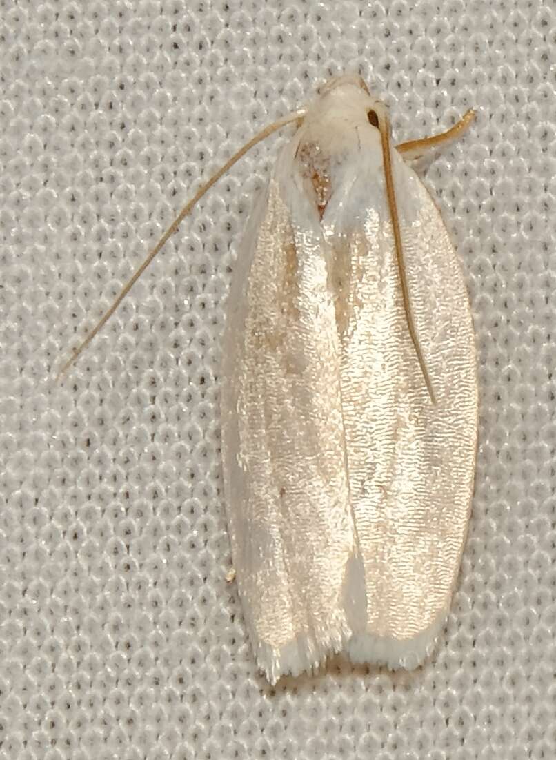 صورة <i>Antaeotricha albulella</i>