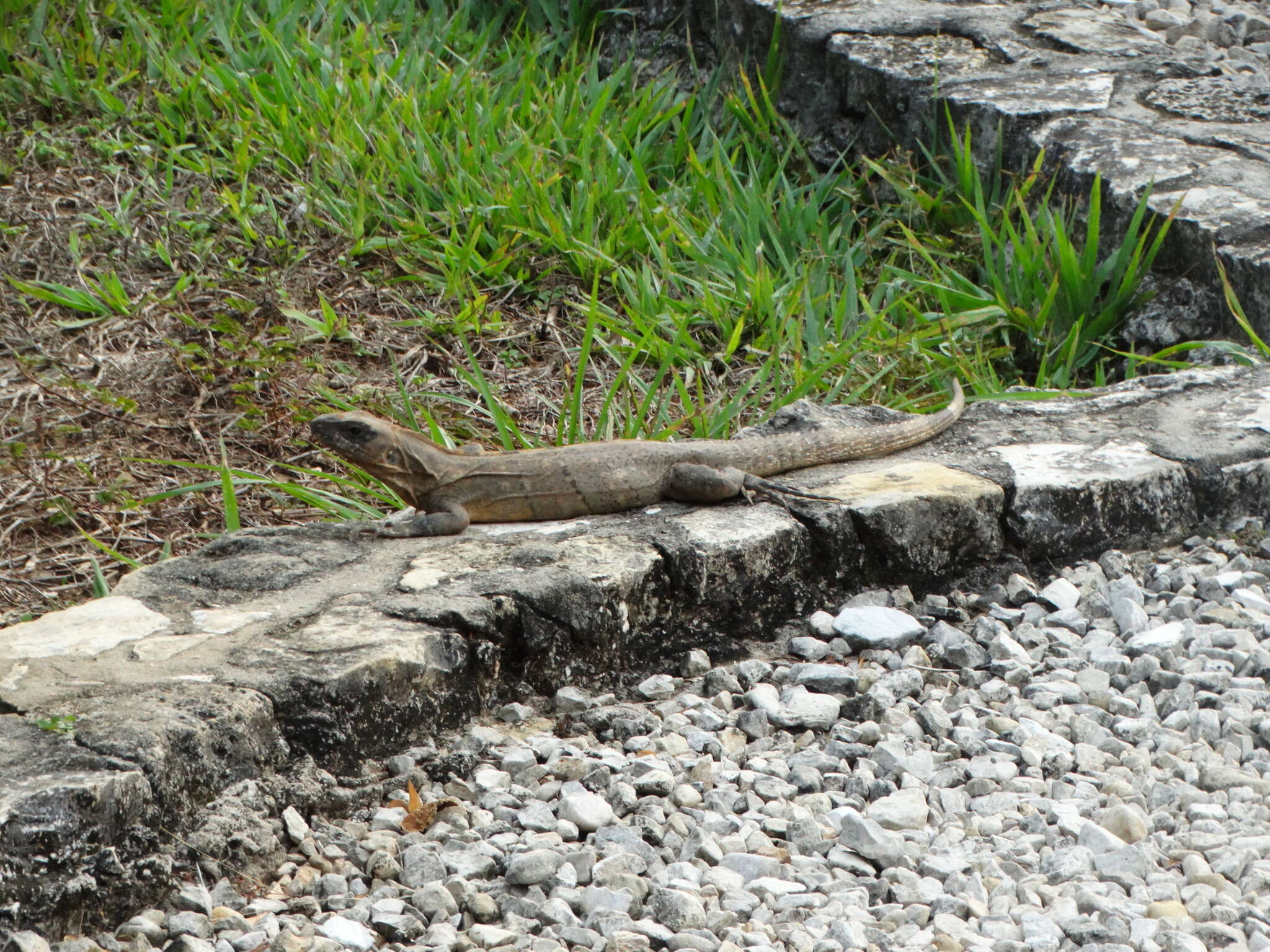 Слика од Ctenosaura acanthura (Shaw 1802)