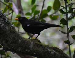 Turdus merula azorensis Hartert 1905 resmi