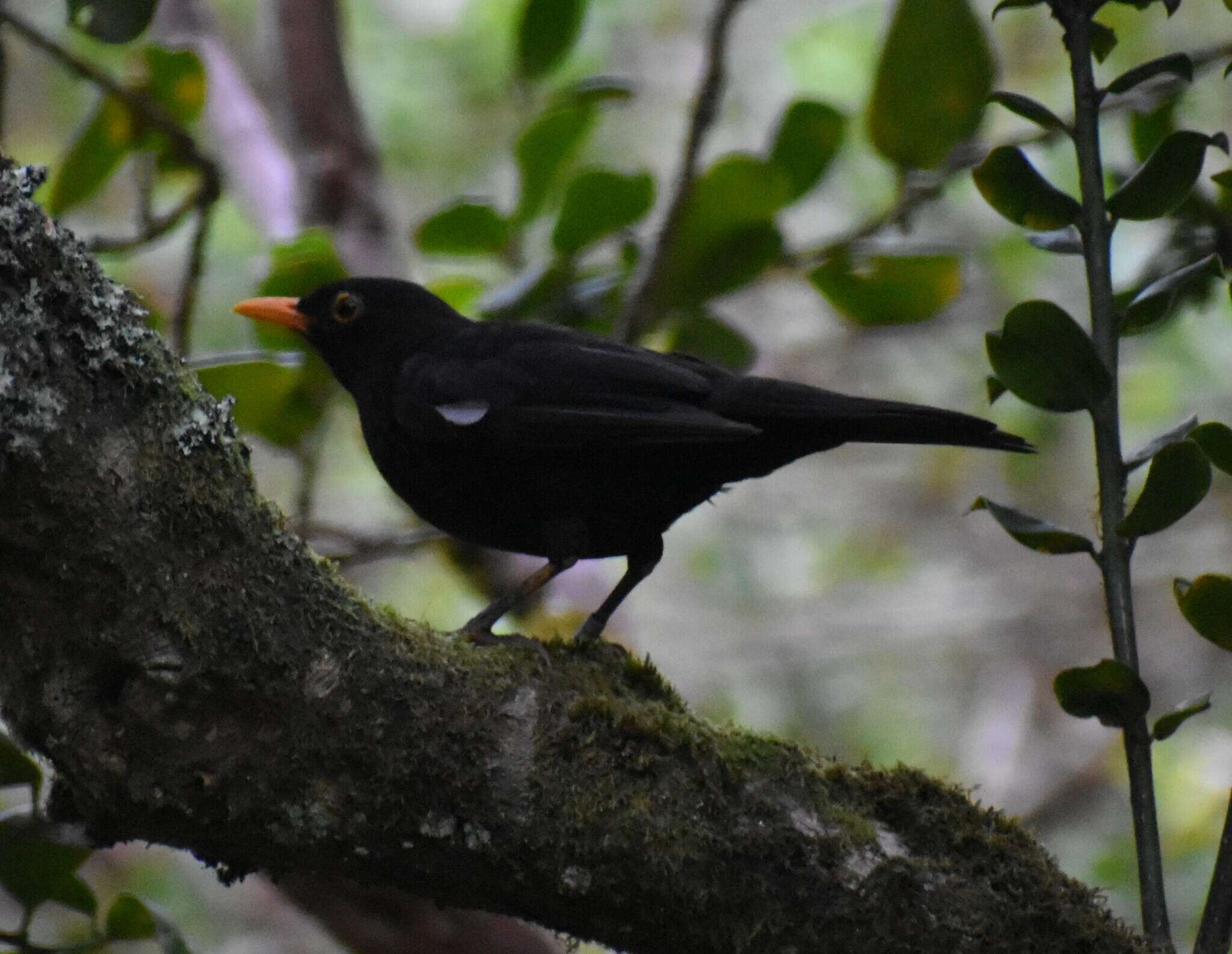 Turdus merula azorensis Hartert 1905的圖片