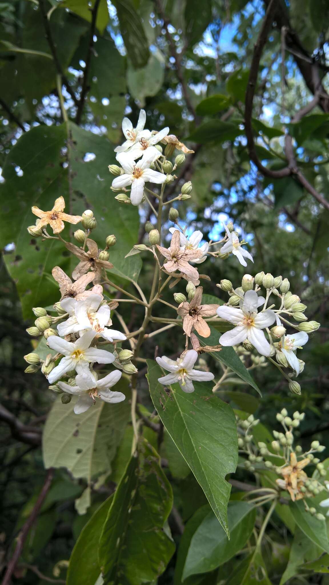 Image of Cordia elaeagnoides DC.