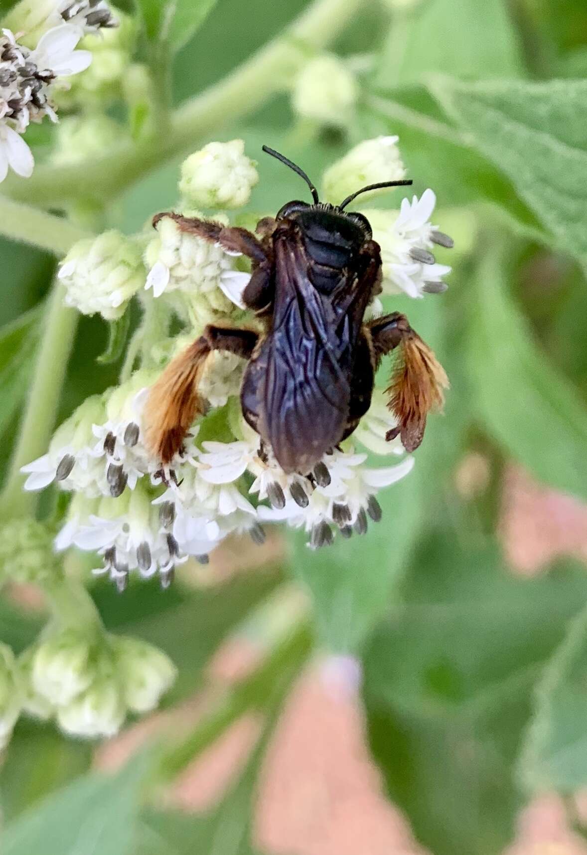 Imagem de Svastra obliqua obliqua (Say 1837)