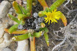 Image of Glottiphyllum regium N. E. Br.