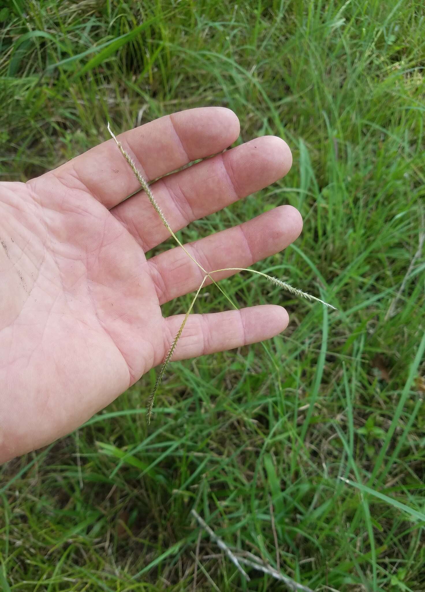 Image of Paraguayan windmill grass