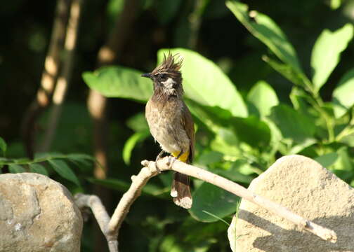 Image of Himalayan Bulbul