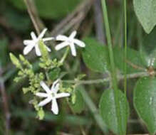 Image of Jasminum angustifolium (L.) Willd.