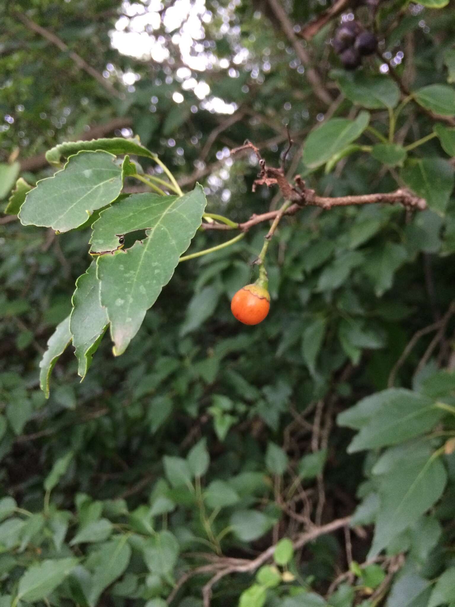 Cordia caffra Sond. resmi