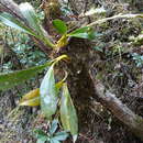 Imagem de Bulbophyllum sulfureum Schltr.