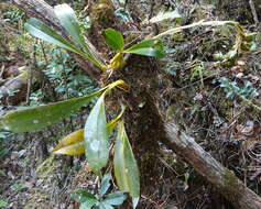 Image of Bulbophyllum sulfureum Schltr.