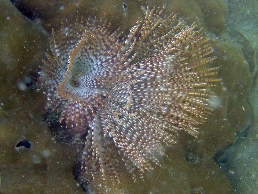 Image of Feather Duster Worms