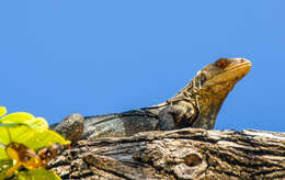 Image de Ctenosaura melanosterna Buckley & Axtell 1997