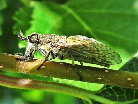 Image of common horse fly