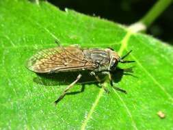 Image of common horse fly