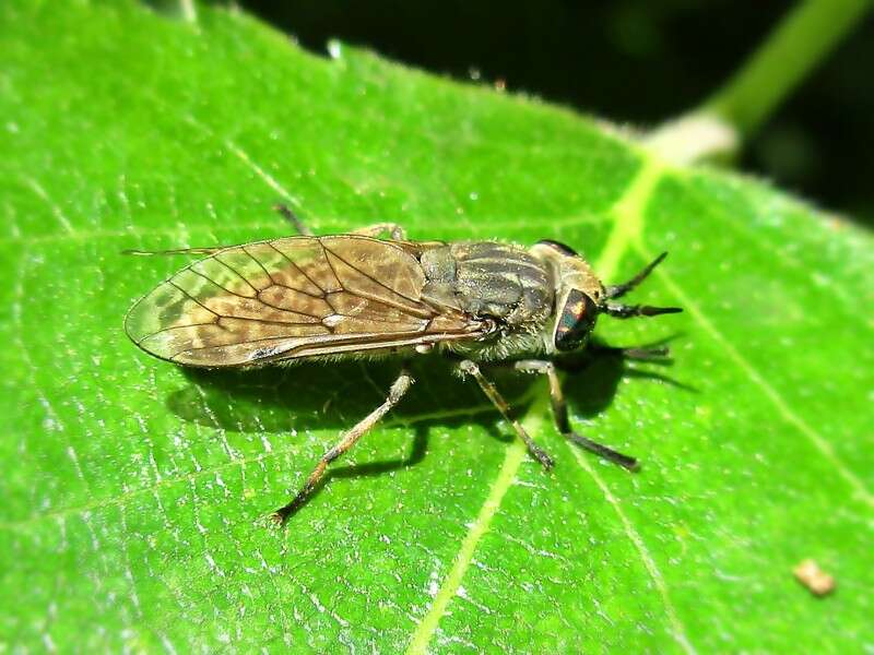 Image of common horse fly