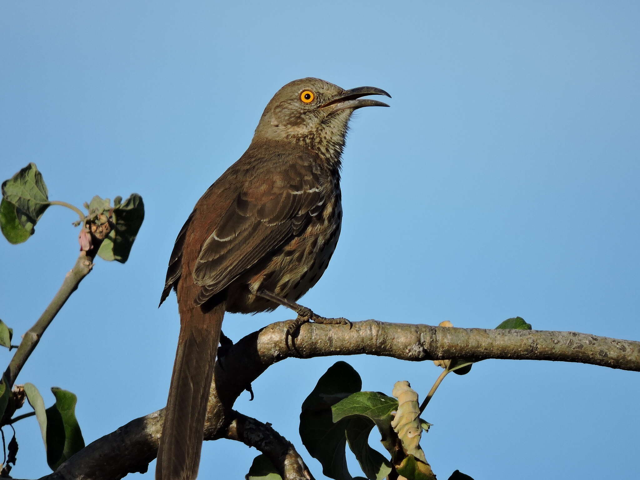 صورة Toxostoma cinereum (Xántus 1860)