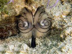 Image of Brown whirl tubeworm