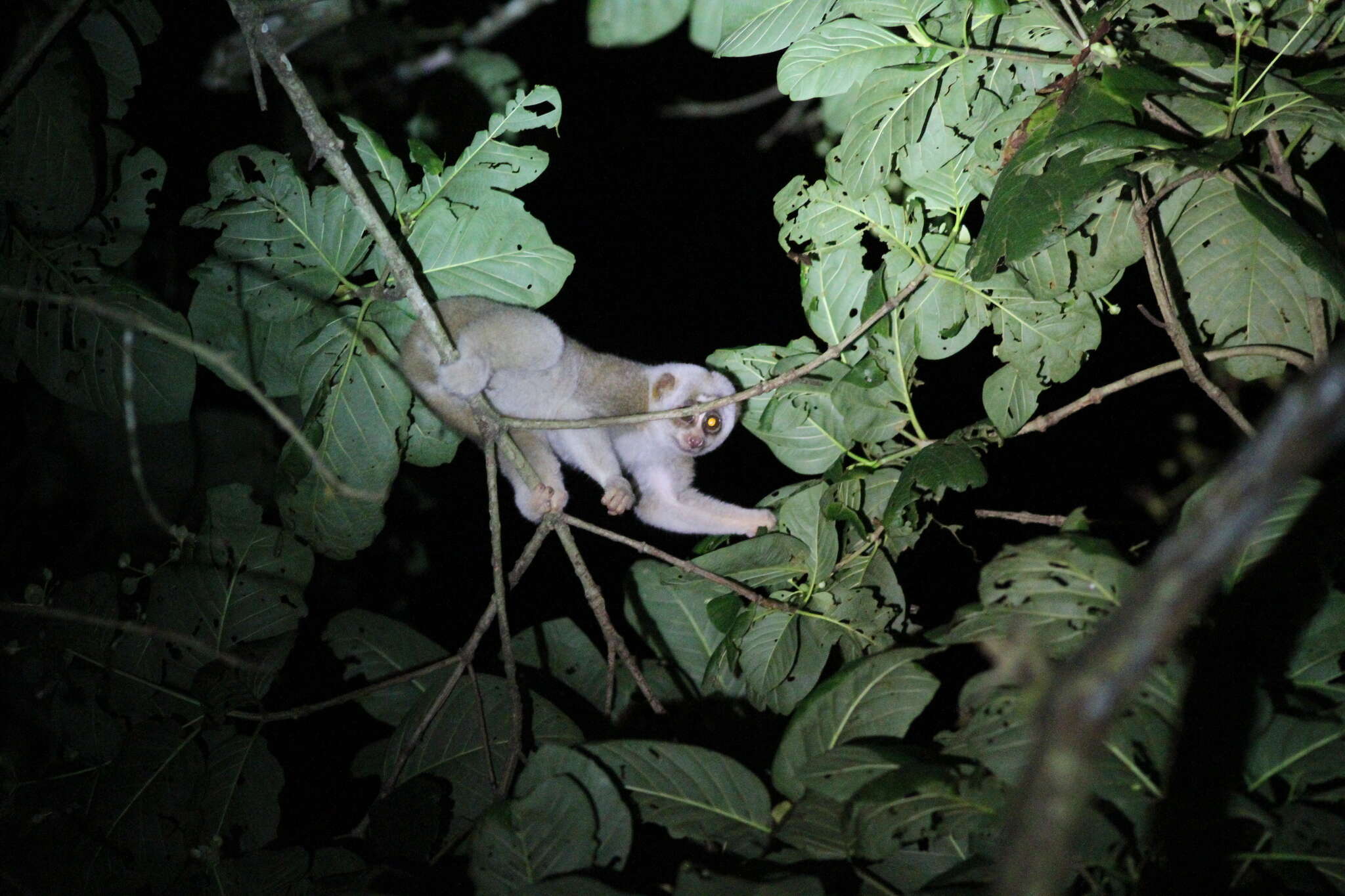 Image of Ashy Slow Loris