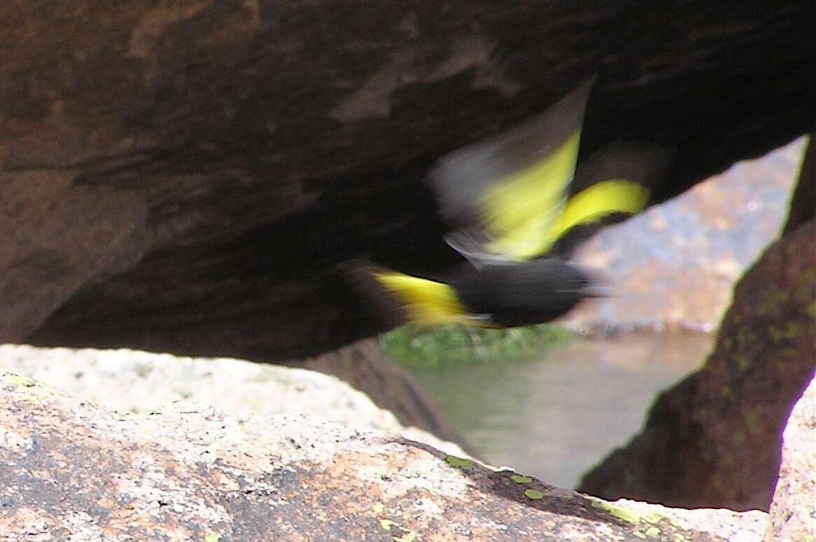 Image of Black Siskin