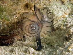 Image of Brown whirl tubeworm