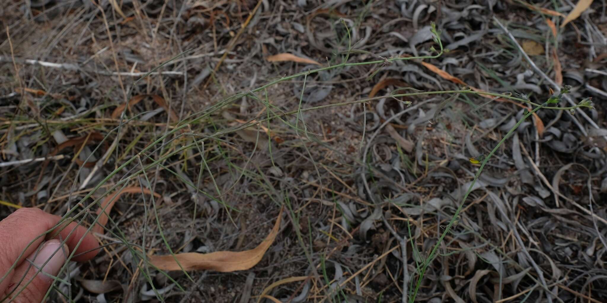 Image of Lebeckia contaminata (L.) Thunb.