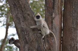 Image de Semnopithecus priam Blyth 1844