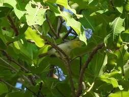 Image of Green-capped Eremomela