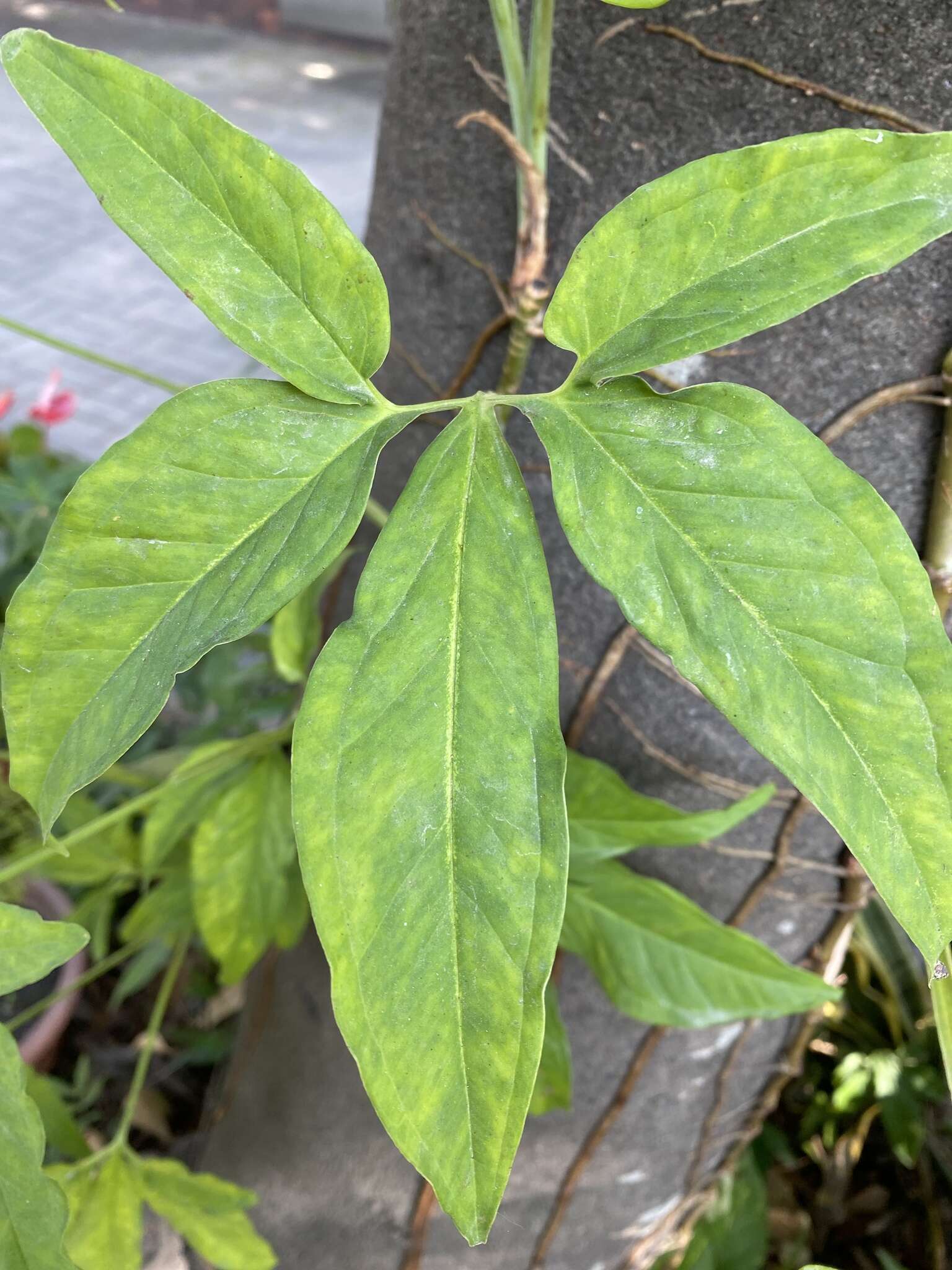 Imagem de Syngonium angustatum Schott