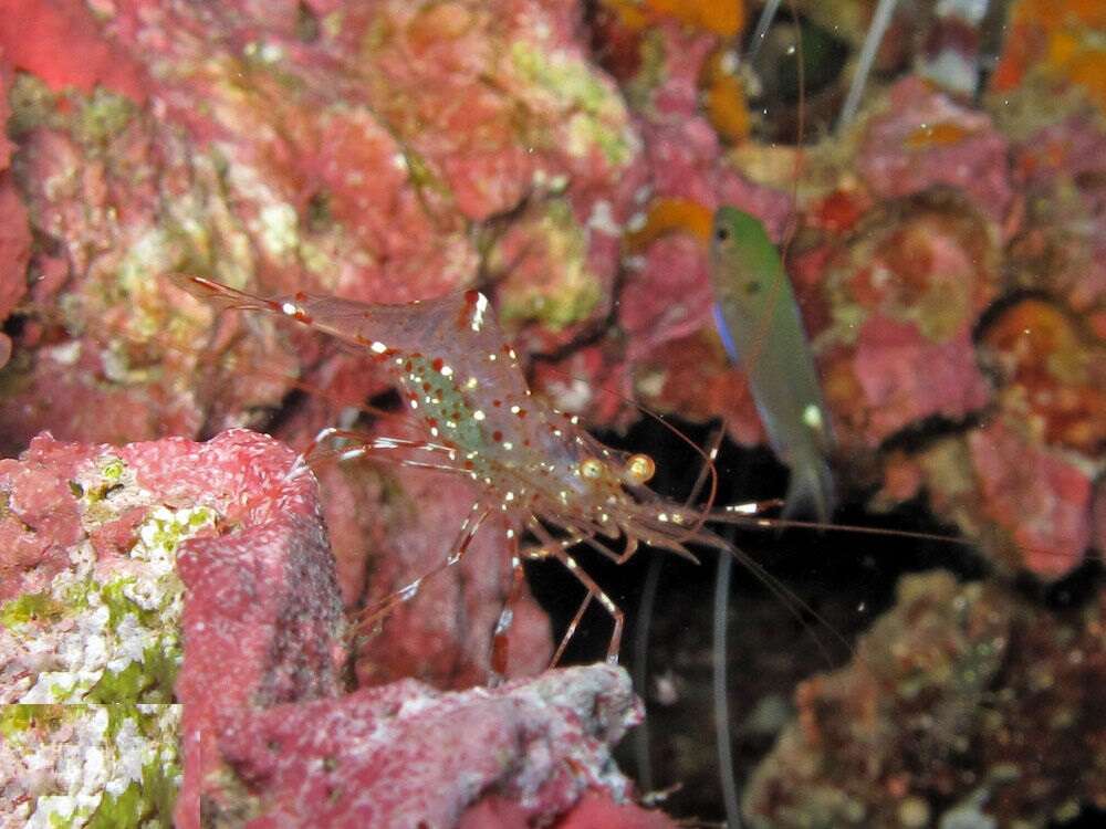 Image of clear cleaner shrimp