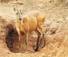 Image of Barking Deer