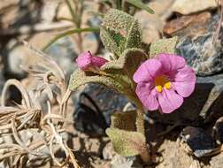 Image of compact monkeyflower