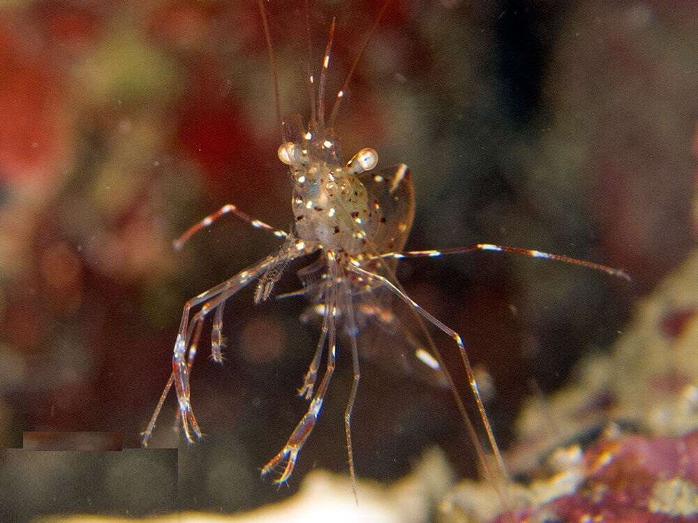 Image of clear cleaner shrimp