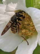 Image of Sphecomyia pattonii Williston 1882