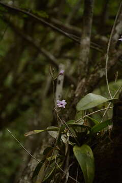 Plancia ëd Laelia rubescens Lindl.