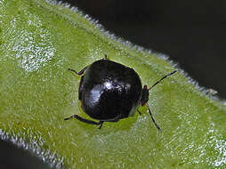 Image of Coptosoma scutellatum