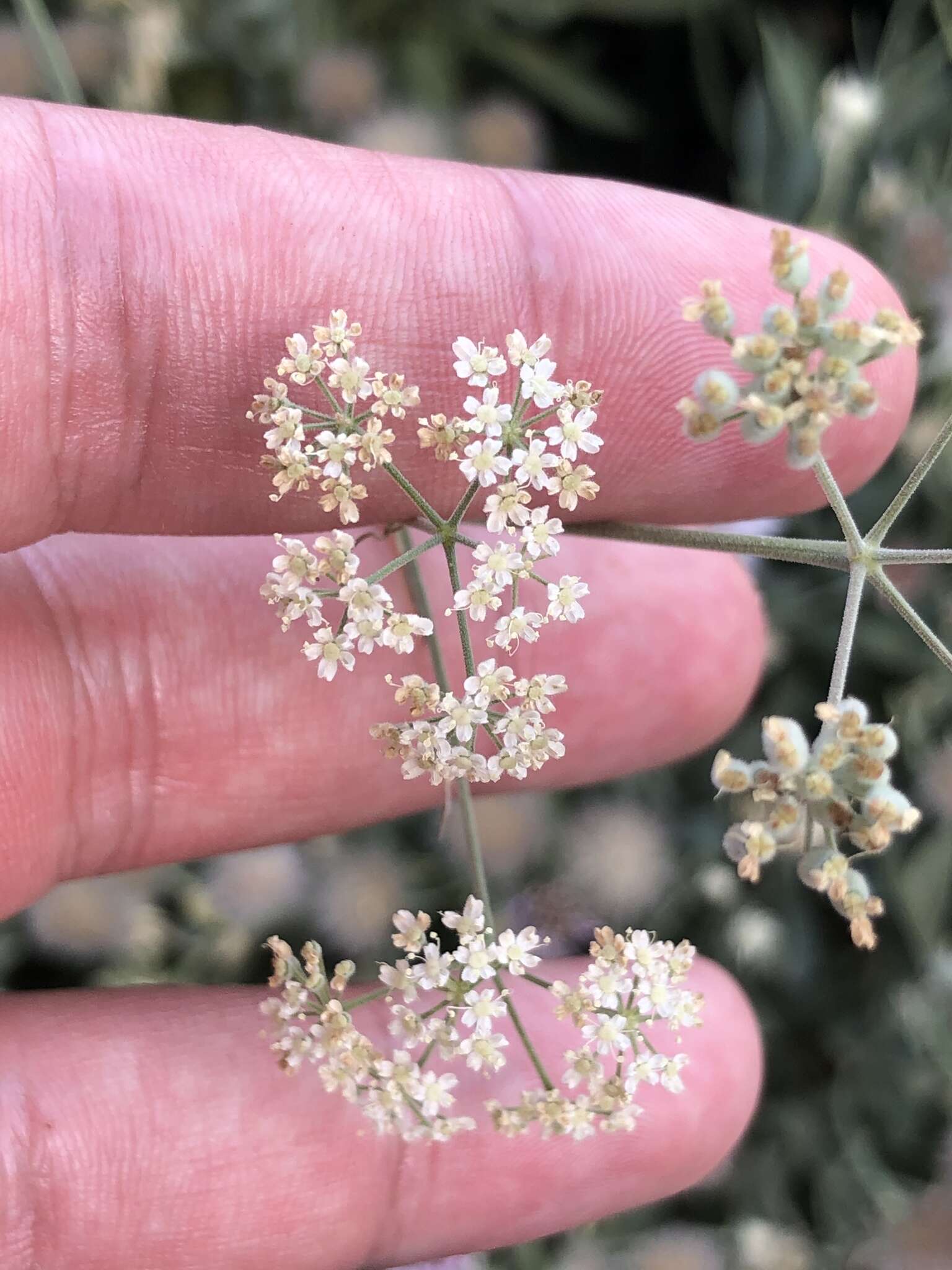 Image of Pimpinella cumbrae Link